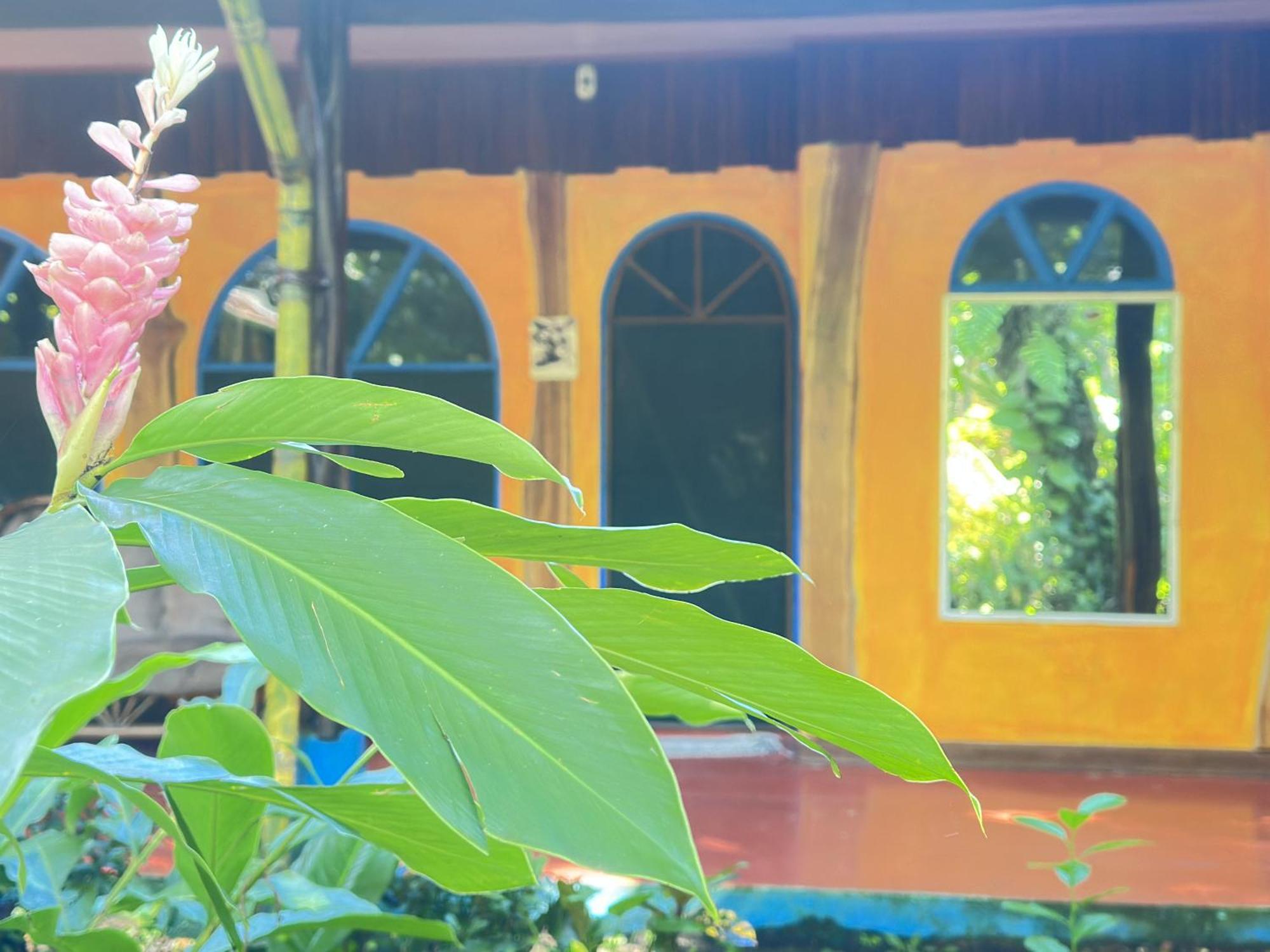 La Palapa Hut Nature Hostel Puerto Jiménez Esterno foto